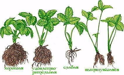 корневая у земляники